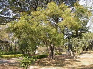 arbre neem